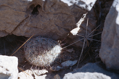 Mammillaria gasseriana