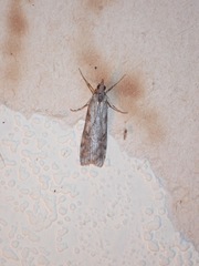 Scoparia halopis