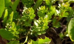 Galium mollugo