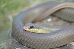 Coluber constrictor foxii