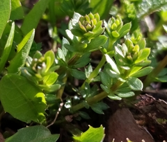 Galium mollugo