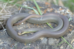 Coluber constrictor foxii