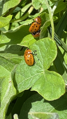 Chelymorpha cassidea