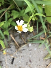 Bidens alba