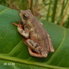 Hyperolius marmoratus marmoratus