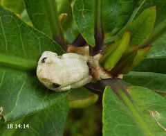 Hyperolius marmoratus marmoratus