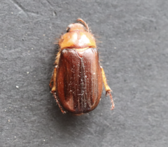 Rhizotrogus aestivus