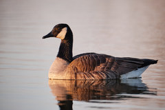 Branta canadensis