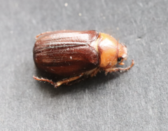 Rhizotrogus aestivus