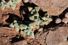 Crassula deltoidea