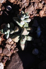 Crassula deltoidea