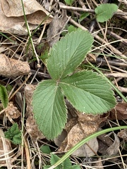 Fragaria vesca