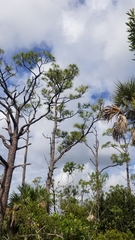 Pinus elliottii densa