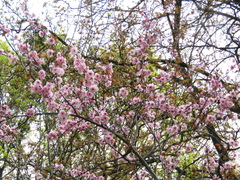 Prunus blireana