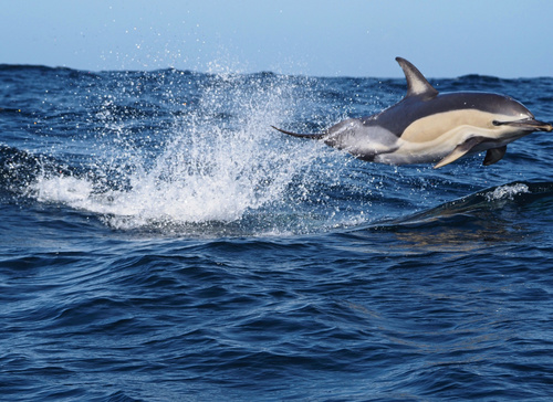 Common Dolphin