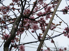 Prunus blireana