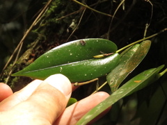 Pleurothallis microcardia