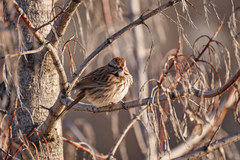 Melospiza melodia