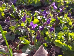 Viola odorata