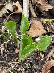 Arisaema triphyllum