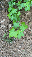 Liquidambar styraciflua