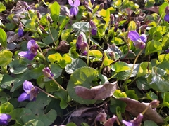 Viola odorata