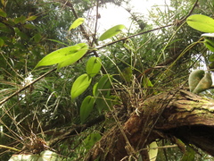 Pleurothallis microcardia