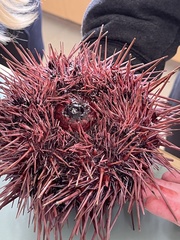 Strongylocentrotidae