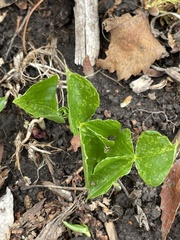 Arisaema triphyllum