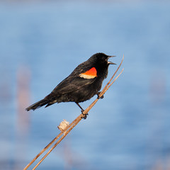 Agelaius phoeniceus