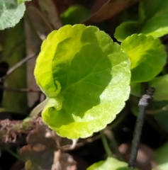 Viola odorata