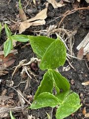 Arisaema triphyllum