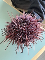 Strongylocentrotidae