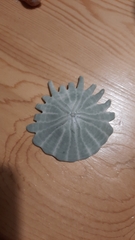 Heliophora orbiculus