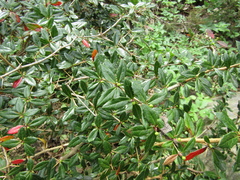 Berberis verruculosa