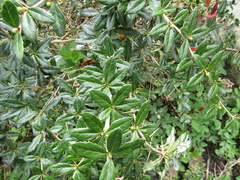 Berberis verruculosa