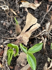 Arisaema triphyllum