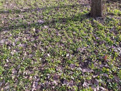 Viola odorata
