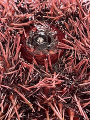 Strongylocentrotidae