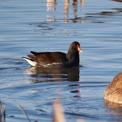 Gallinula galeata
