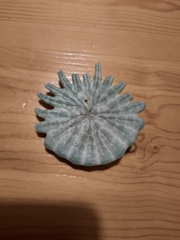 Heliophora orbiculus