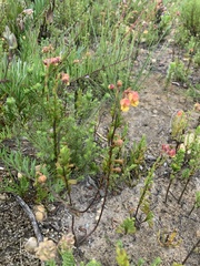 Hermannia concinnifolia