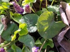Viola odorata