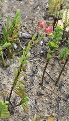 Hermannia concinnifolia