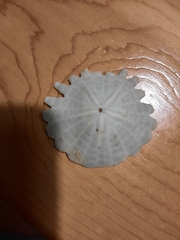 Heliophora orbiculus