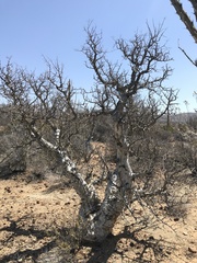 Pachycormus discolor