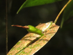 Pleurothallis microcardia