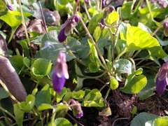 Viola odorata