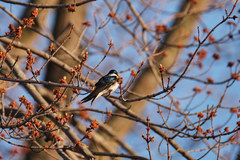 Tachycineta bicolor