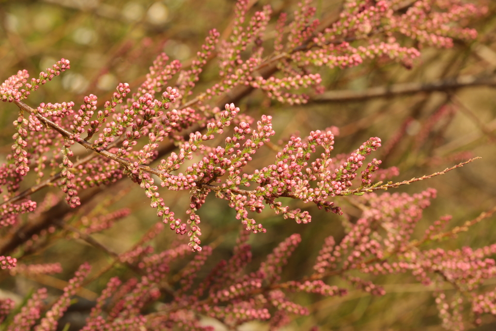 Tamarix parviflora, Marine Garden, Marine Crescent, Crosby, Liverpool, Merseyside, UK